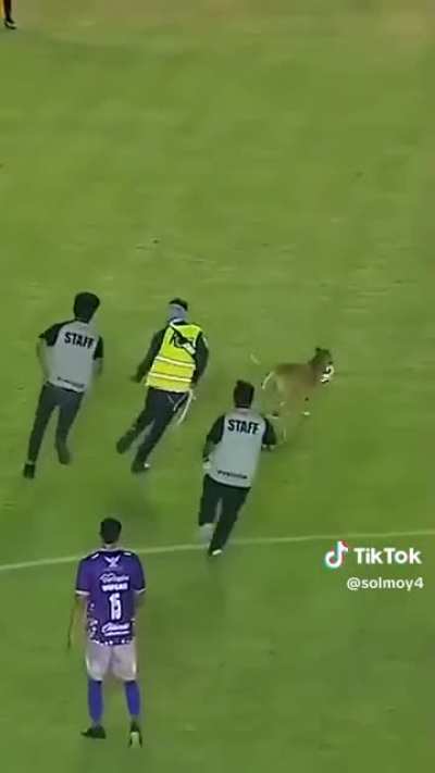 Dog rushes soccer game.