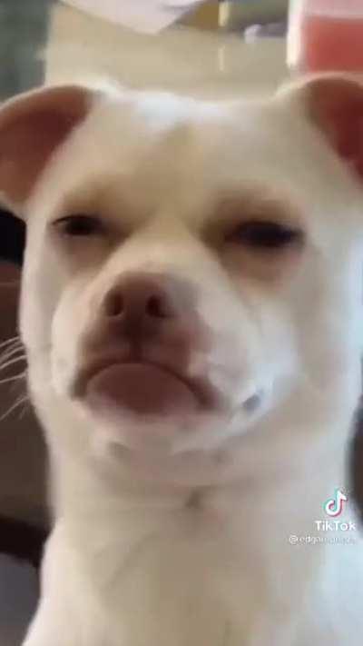 HF trying to figure out fascination with Cats