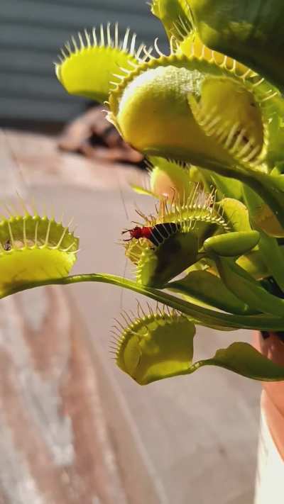 left over video from summer i never posted ...