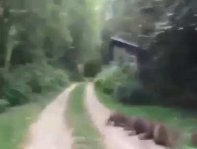 Bartholomew, level 99 bard, leader of the Raccoon Rebellion.