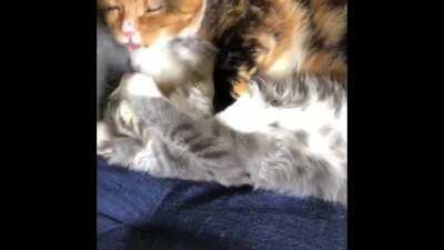 Not the typical video you see here...but I think Nala agrees with us all that kitten breath is rank