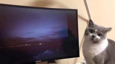 Humour: cat watches zsjl