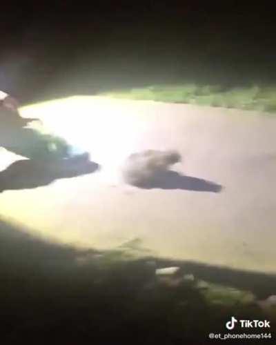 “Quit bugging me!” Get it? Cause they eat bugs... haha