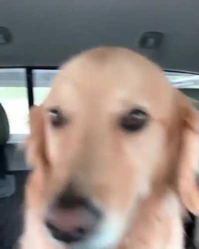 Them: Are Huskies really that much crazier than other dogs? Me: