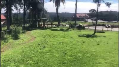 hold my beer while i run through an ostrich enclosure