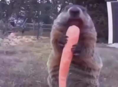 this groundhog has been stealing a farmer's crop for years and eats it in front of his camera