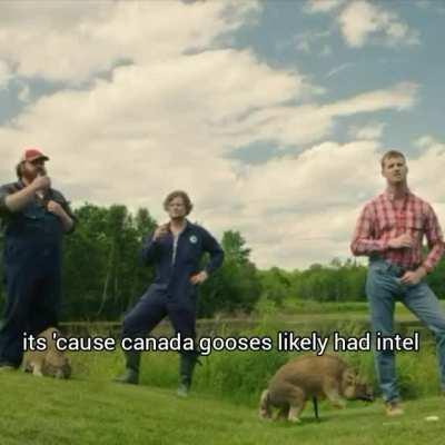 canada gooses