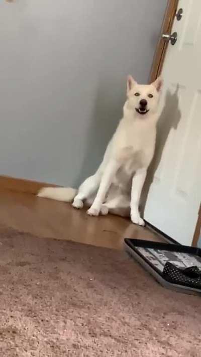 My roommate sent me a video of what my husky does when I leave home