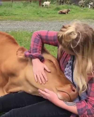Cow love cuddle