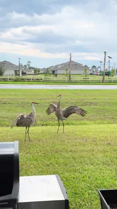 Sandhill cranes dancing in Florida. Is this a mating dance or a fight?