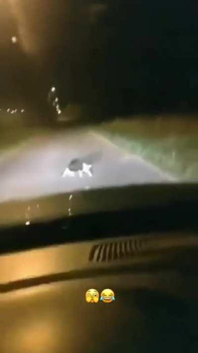 Cat crossing the street slowly