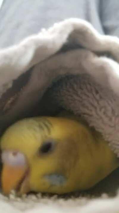 WashclothBirb