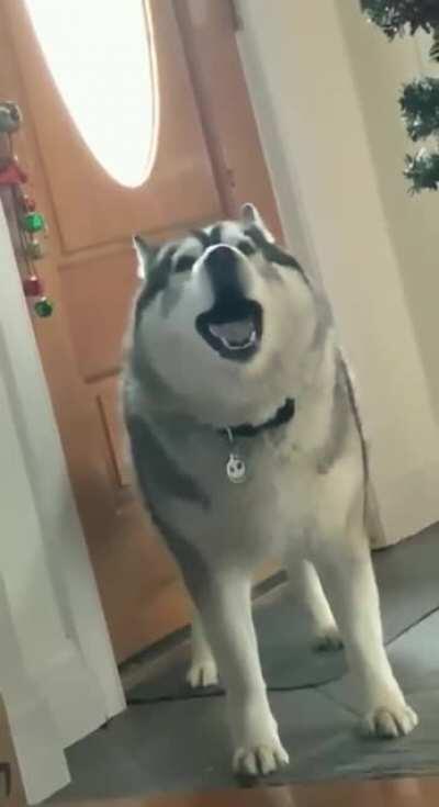 Who needs an alarm when you have a husky!