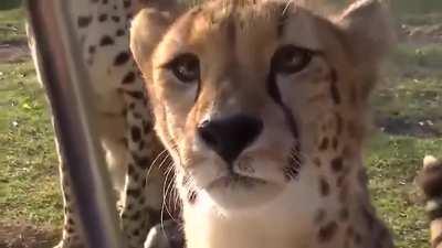 Kinda risky, but not Jaguar or Tiger risky