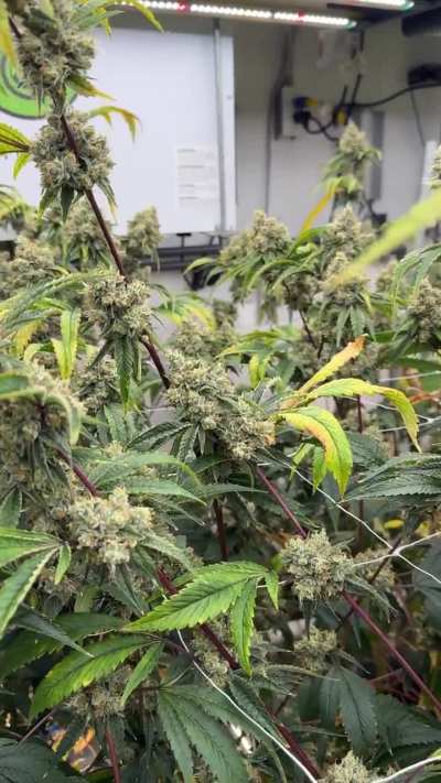 Topanga Canyon Pure Kush (TCPK) Og variant