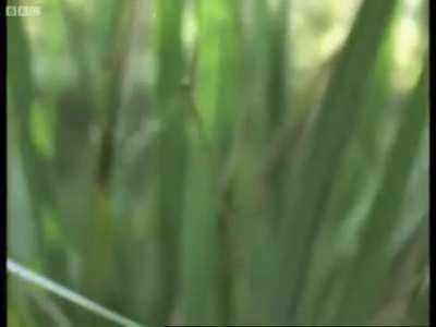 The superb lyrebird has the uncanny ability to imitate the sounds of chainsaws, camera shutters, camera motor drives, electronic shooting games, car alarms as well as the sounds of 20 other bird species. This songbird is native to southern Australia. Davi