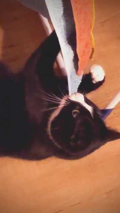 Asking my cat why he's biting the towel...