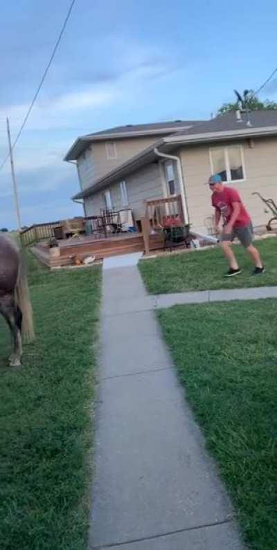 Don't try and jump on a horse from behind