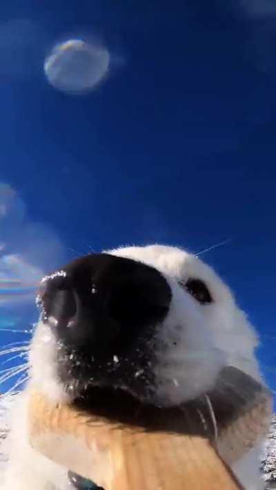 Doggy steals gopro camera