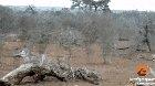 Leopard regrets attacking a Porcupine