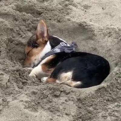 little Doggo is all tuckered out... digs a hole to have a snooze in