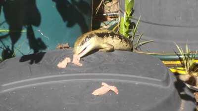 A wild blue tongue lizard was tempted by some slices of roast lamb