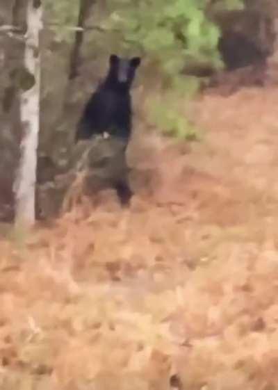 The way this bear runs away