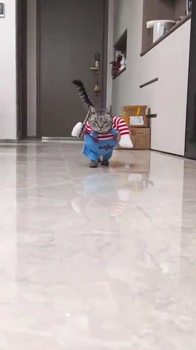 Funny Halloween Outfit for Cats & Dogs