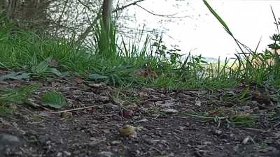 Group D: Blue Sneakers v/s Adilettes