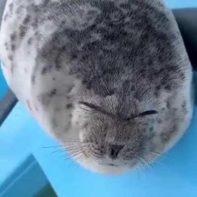 Adorable seal pup making faces..