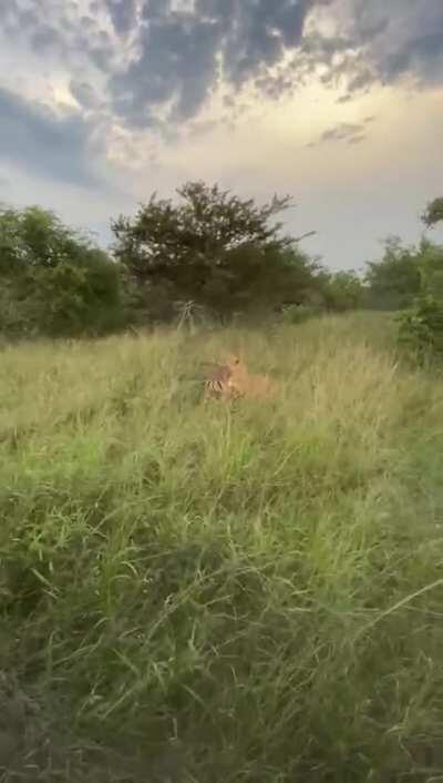 Lioness vs. Gazelle