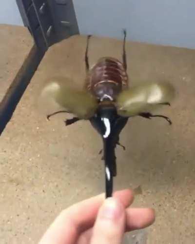 Largest beetle in the world