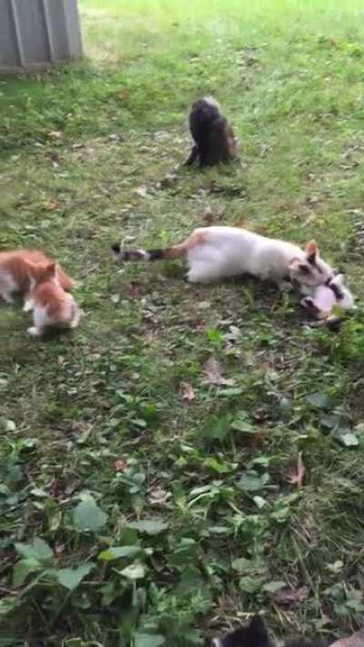 I fed a cat and he brought his whole family.