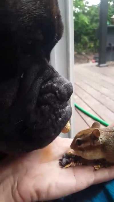Good boy patiently waits and helps feed chipmunk