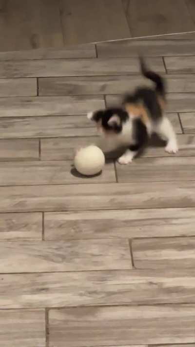 Fluff-ball learning how to pounce