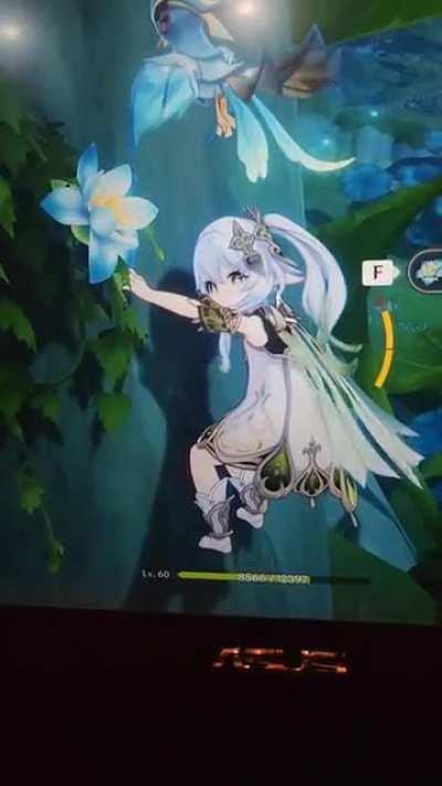 my nahida seems terrified of picking up kalpalata lotus instead of using her skill