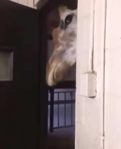 Woodszin - Video #4160