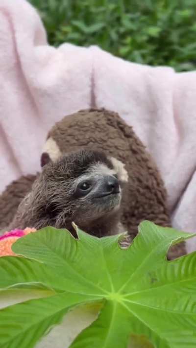Baby sloth with a sloth teddy 😍