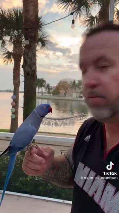 Spreading Birb Love: Day 24