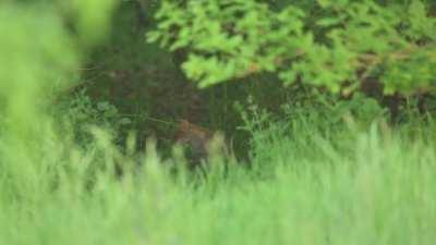 Watched this little one catching some flying bugs