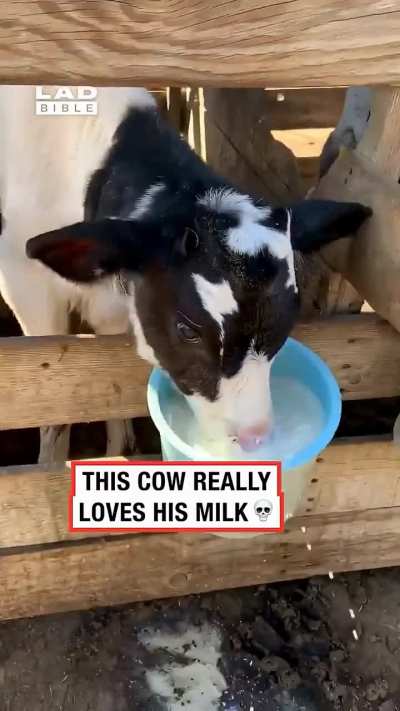 Hello human, got milk?