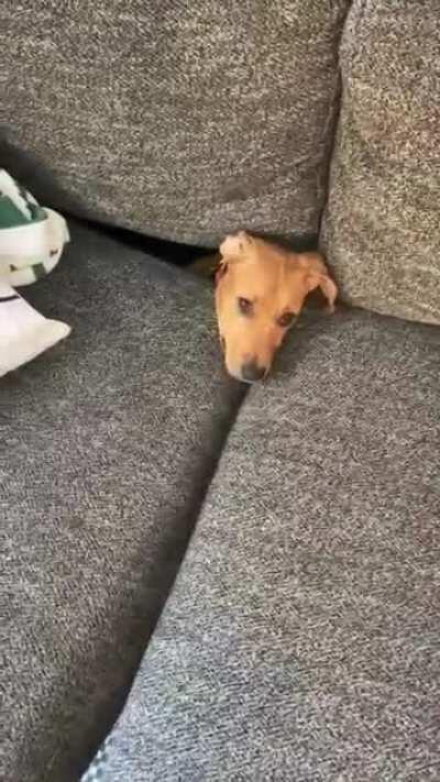 She’s still learning how to use the couch