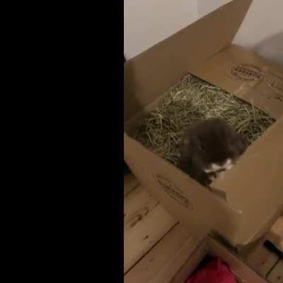 Guess who jumped into the hay and now can’t get out ...