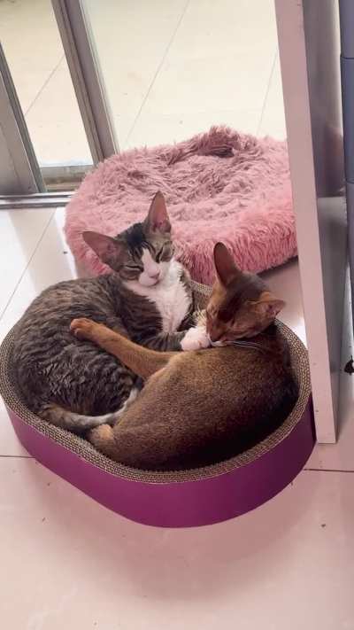 Why do they sleep together? Even though I have four cat beds.