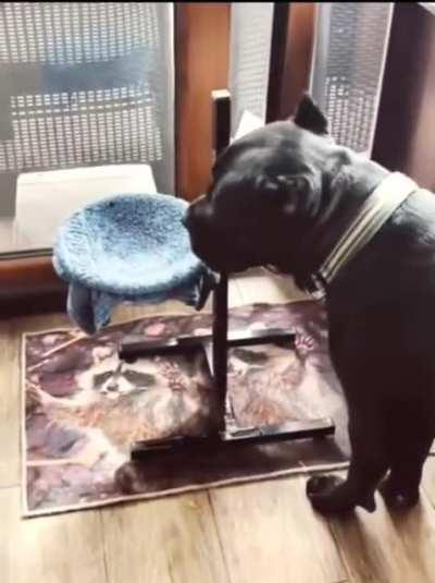 We all need to teach our Mastiffs this, ASAP.