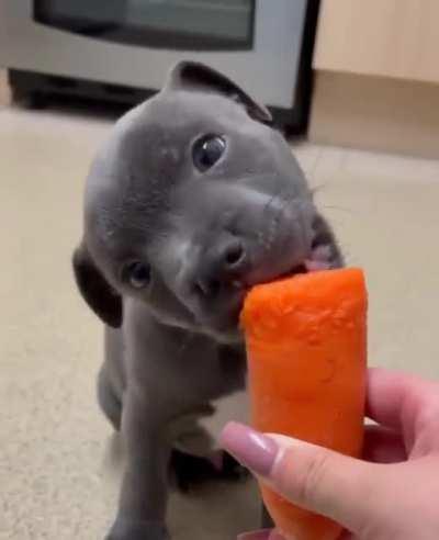 Enzo the blue staff can’t get enough of carrots