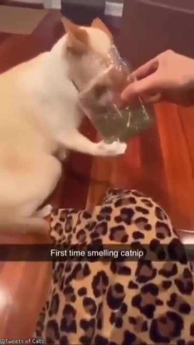 And the addiction has begun