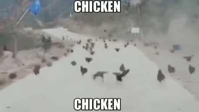 Chicken
