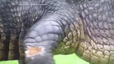 This Massive alligator