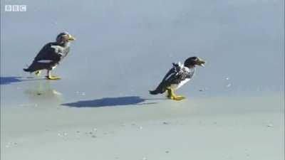 Battle for the penguin !